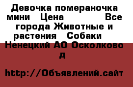 Девочка помераночка мини › Цена ­ 50 000 - Все города Животные и растения » Собаки   . Ненецкий АО,Осколково д.